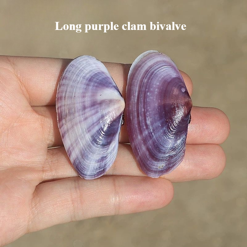 Aquarium Marine Tank - Lange Paarse Clam Natuurlijke Conch Paarse