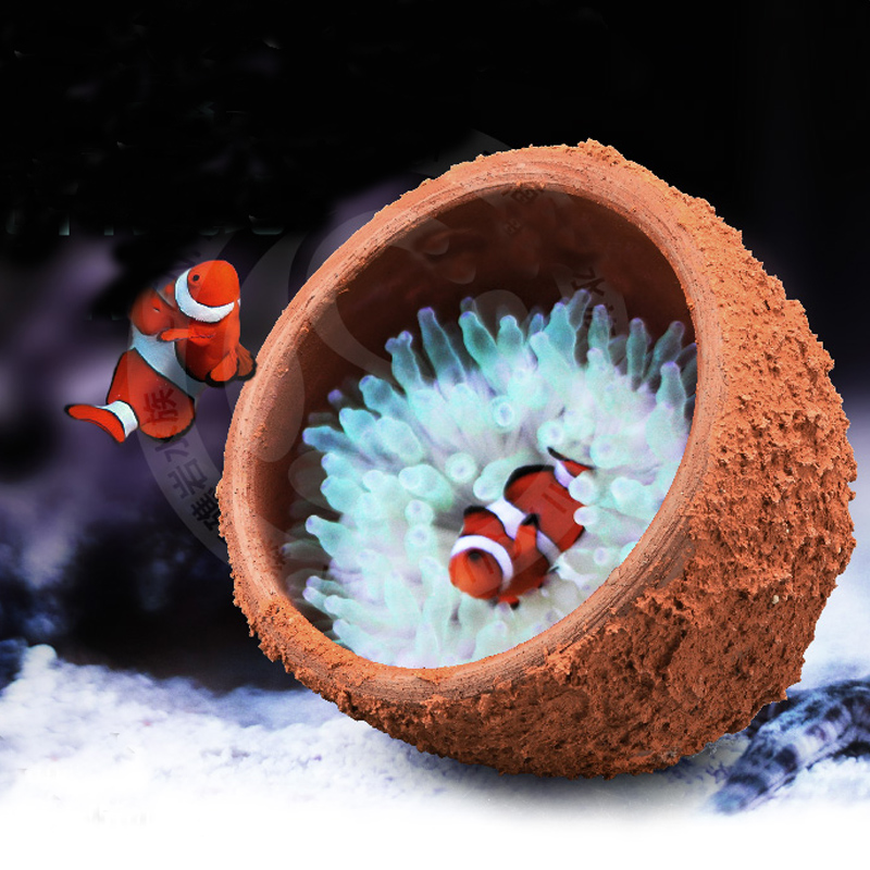 Anemonnest voorkomt weglopen K - Marine Aquarium Live Sand recensie en prijs
