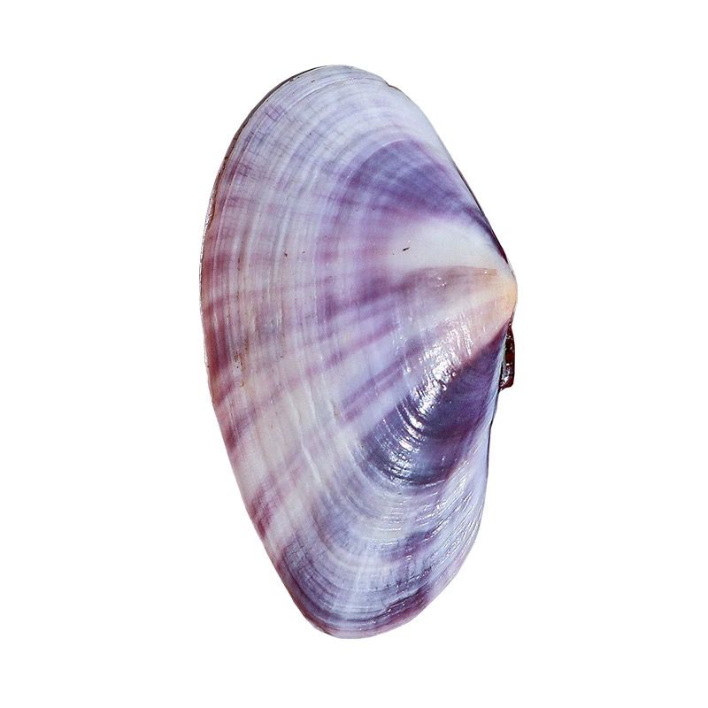 Lange Paarse Clam Natuurlijke  - Aquarium Marine Tank recensie en prijs