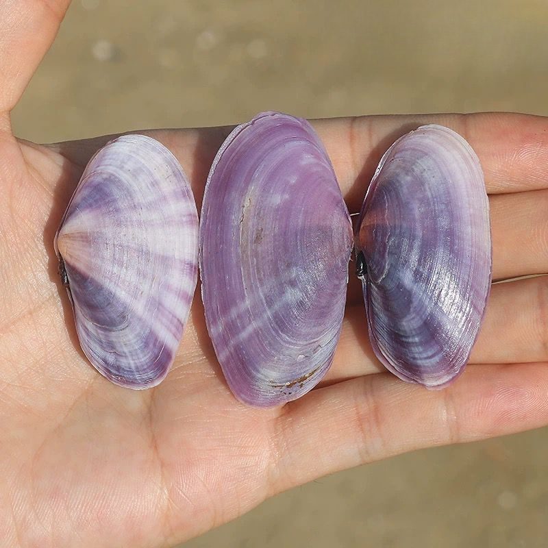 Lange Paarse Clam Natuurlijke  - Aquarium Marine Tank recensie en prijs
