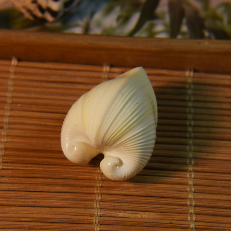 Natuurlijke cardium cardissa s - Marine Aquarium & Regional Centre recensie en prijs