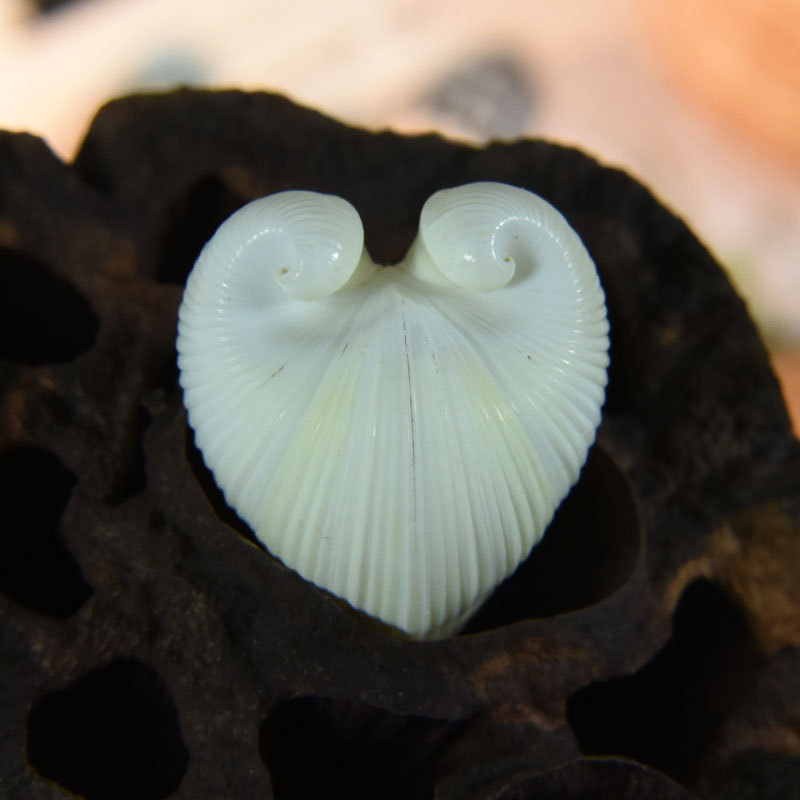 Natuurlijke cardium cardissa s - Marine Aquarium & Regional Centre recensie en prijs