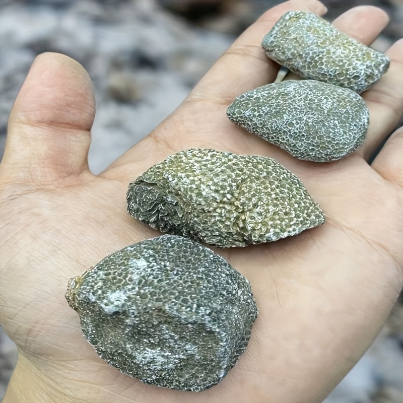 1 stuk natuurlijk koraalrots g - Aquarium Marine Rock recensie en prijs